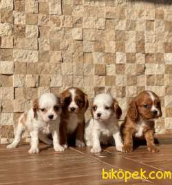 Ruby King Charles 2