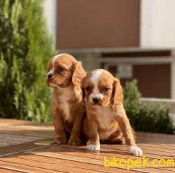 Ruby King Charles 1