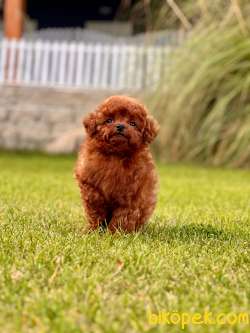RUHSATLİ KÖPEK ÇİFLİĞİNDEN EŞSİZ BİR DENEYİM 3