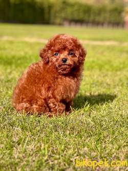 RUHSATLİ KÖPEK ÇİFLİĞİNDEN EŞSİZ BİR DENEYİM 1