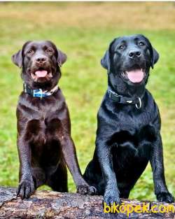 RUHSATLİ ÇİFLİKTEN ÖZEL LABRADOR YAVRULARI İSTANBUL 2