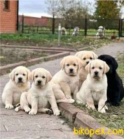 RUHSATLİ ÇİFLİKTEN ÖZEL LABRADOR YAVRULARI İSTANBUL 3