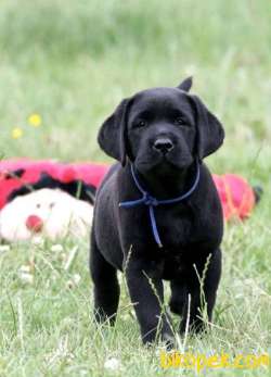 RUHSATLİ ÇİFLİKTEN ÖZEL LABRADOR YAVRULARI İSTANBUL