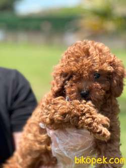 RUHSATLİ ÇİFLİKTEN ÖZEL RED BROWN TOY POODLE YAVRULARI SİZLERİ BE 2