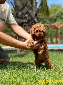 RUHSATLİ ÇİFLİKTEN ÖZEL RED BROWN TOY POODLE YAVRULARI SİZLERİ BE 1