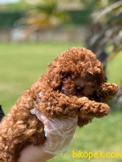 RUHSATLİ ÇİFLİKTEN ÖZEL RED BROWN TOY POODLE YAVRULARI SİZLERİ BE 4