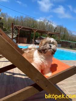 RUHSATLİ ÇİFLİKTEN SHIH TZU BEBEKLERİ 2
