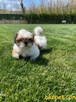 RUHSATLİ ÇİFLİKTEN SHIH TZU BEBEKLERİ