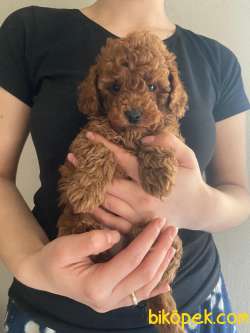 RUHSATLI ÇİFTLİĞİMİZDEN ANNE ALTINDAN POODLE BEBEKLERİ 1