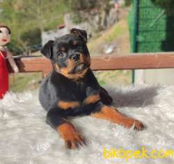 Ruhsatlı Çiftliğimizden Macar Rottweiler Yavrumuz