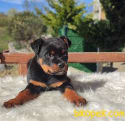 Ruhsatlı Çiftliğimizden Macar Rottweiler Yavrumuz 2