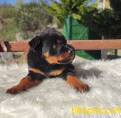 Ruhsatlı Çiftliğimizden Macar Rottweiler Yavrumuz 3