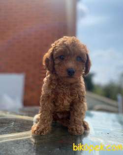 Ruhsatlı Çiftliğimizden Red ToyPoodle Yavrularımız 4