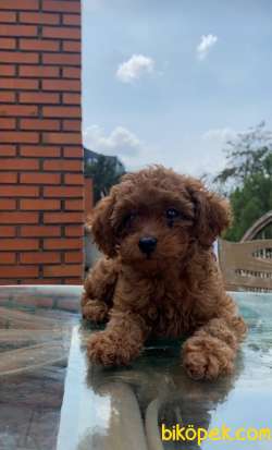 Ruhsatlı Çiftliğimizden Red ToyPoodle Yavrularımız 5