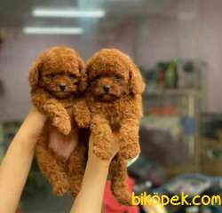 Ruhsatlı Çiftliğimizden Red ToyPoodle Yavrularımız