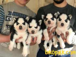 RUHSATLI ÇİFTLİKTEN A KALİTE HUSKY YAVRULARI 5