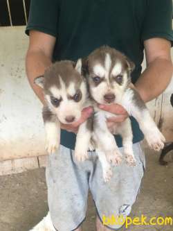 RUHSATLI ÇİFTLİKTEN A KALİTE HUSKY YAVRULARI 3