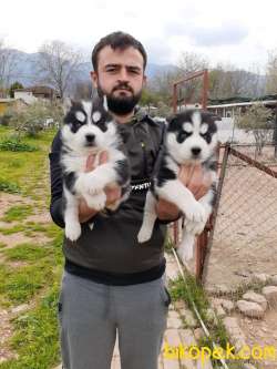 RUHSATLI ÇİFTLİKTEN A KALİTE HUSKY YAVRULARI 1