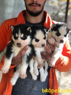 RUHSATLI ÇİFTLİKTEN A KALİTE HUSKY YAVRULARI 4
