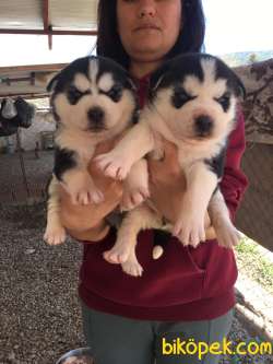 RUHSATLI ÇİFTLİKTEN A KALİTE HUSKY YAVRULARI 2