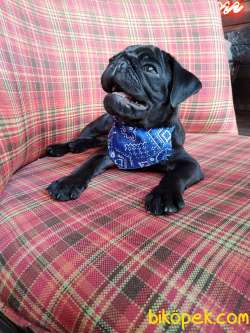 RUHSATLI ÇİFTLİKTEN A KALİTE SİYAH PUG MOPS YAVRU 1