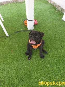 RUHSATLI ÇİFTLİKTEN A KALİTE SİYAH PUG MOPS YAVRU 5
