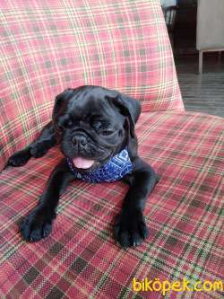 RUHSATLI ÇİFTLİKTEN A KALİTE SİYAH PUG MOPS YAVRU 4