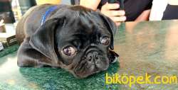 RUHSATLI ÇİFTLİKTEN A KALİTE SİYAH PUG MOPS YAVRU 3