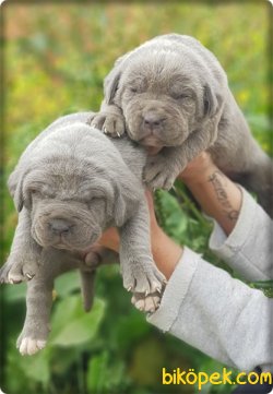 Ruhsatlı Çiftlikten Cane Corsa  Yavruları 1