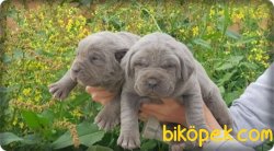 Ruhsatlı Çiftlikten Cane Corsa  Yavruları 2