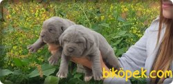 Ruhsatlı Çiftlikten Cane Corsa  Yavruları 4