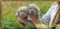 Ruhsatlı Çiftlikten Cane Corsa  Yavruları 3