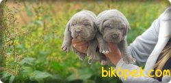 Ruhsatlı Çiftlikten Cane Corsa  Yavruları 5