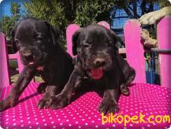Ruhsatlı Çiftlikten Cane Corsa Yavruları 1