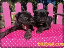 Ruhsatlı Çiftlikten Cane Corsa Yavruları 2