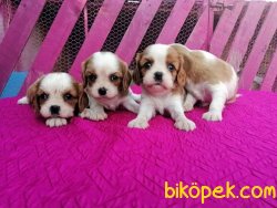 Ruhsatlı Çiftlikten Cavalier King Charles Yavruları 1