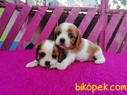 Ruhsatlı Çiftlikten Cavalier King Charles Yavruları 5
