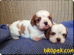 Ruhsatlı Çiftlikten Cavalier King Charles Yavruları 3