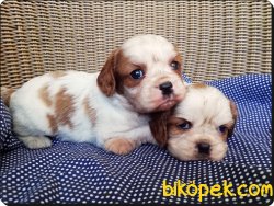 Ruhsatlı Çiftlikten Cavalier King Charles Yavruları 1