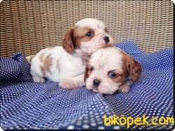 Ruhsatlı Çiftlikten Cavalier King Charles Yavruları 5