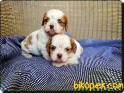 Ruhsatlı Çiftlikten Cavalier King Charles Yavruları 4