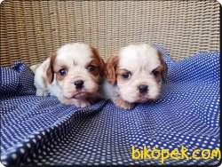 Ruhsatlı Çiftlikten Cavalier King Charles Yavruları 2