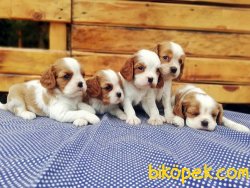 Ruhsatlı Çiftlikten Cavalier King Charles Yavruları 3