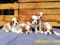 Ruhsatlı Çiftlikten Cavalier King Charles Yavruları 1