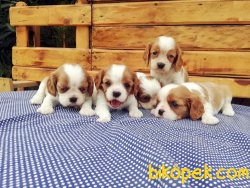 Ruhsatlı Çiftlikten Cavalier King Charles Yavruları 4