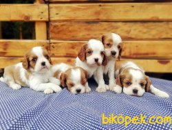 Ruhsatlı Çiftlikten Cavalier King Charles Yavruları 2
