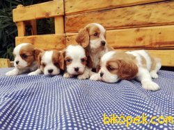 Ruhsatlı Çiftlikten Cavalier King Charles Yavruları 5