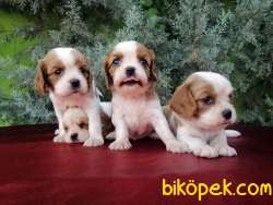 Ruhsatlı Çiftlikten Cavalier King  Charles Yavruları 1
