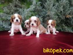 Ruhsatlı Çiftlikten Cavalier King  Charles Yavruları 2