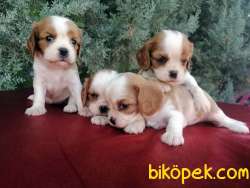 Ruhsatlı Çiftlikten Cavalier King  Charles Yavruları 5